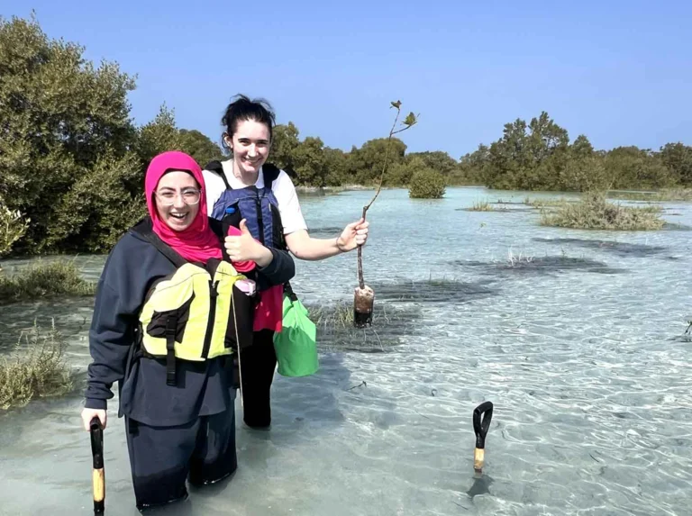 Mangrove trips with service elements